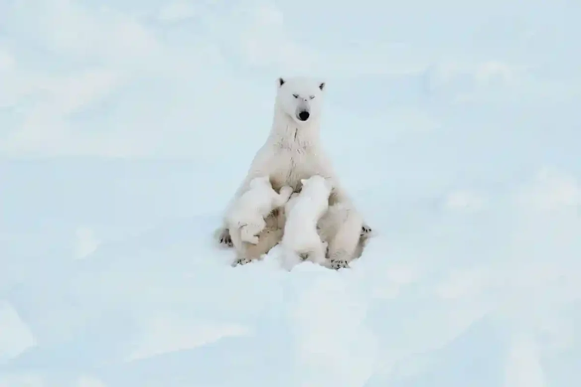Животные 9